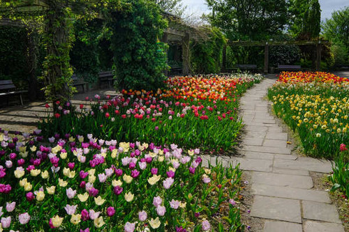 Jual Poster Germany Gardens Tulips Botanischer Garten Solingen 1Z